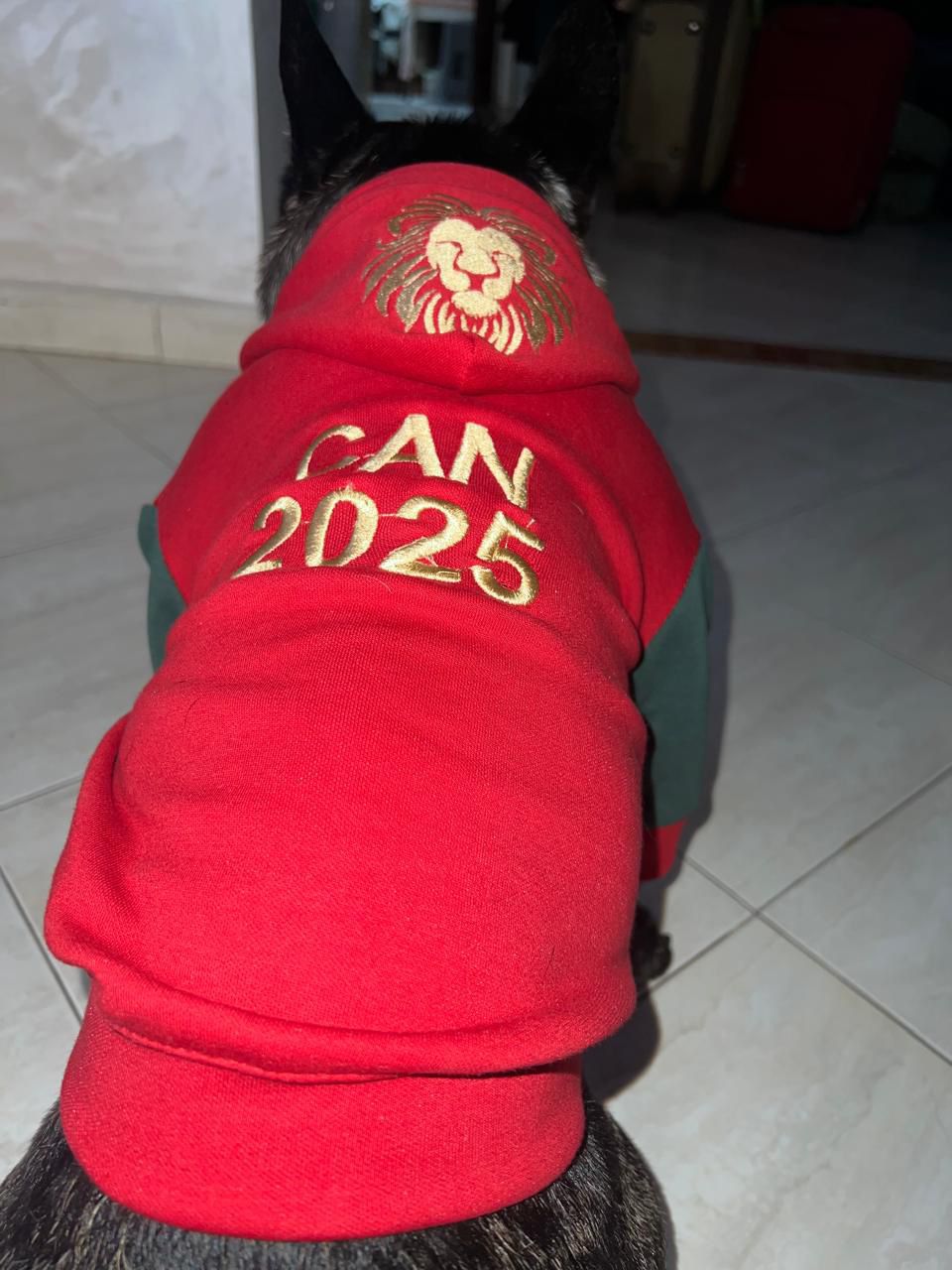 Capuche Champion CAN 2025